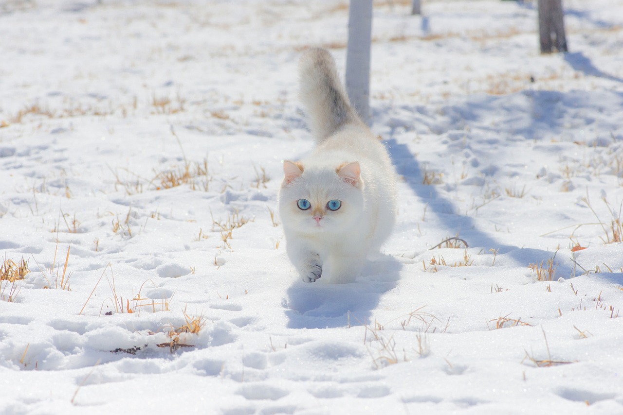 Tips for Training Your Cat to Walk on a Leash